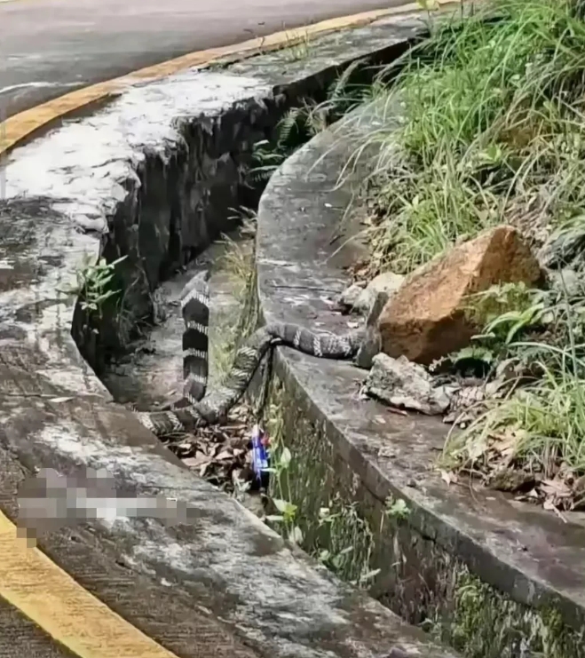 惊悚！有一位村民在回家的路上，意外的发现一条大黑蛇被山上滚落的石头压住，这条大黑