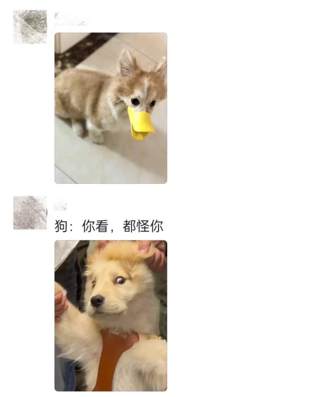 假如你有一只碎嘴小狗
狗子：妈妈这个人会咬我吗
我：我怕你吓着人家