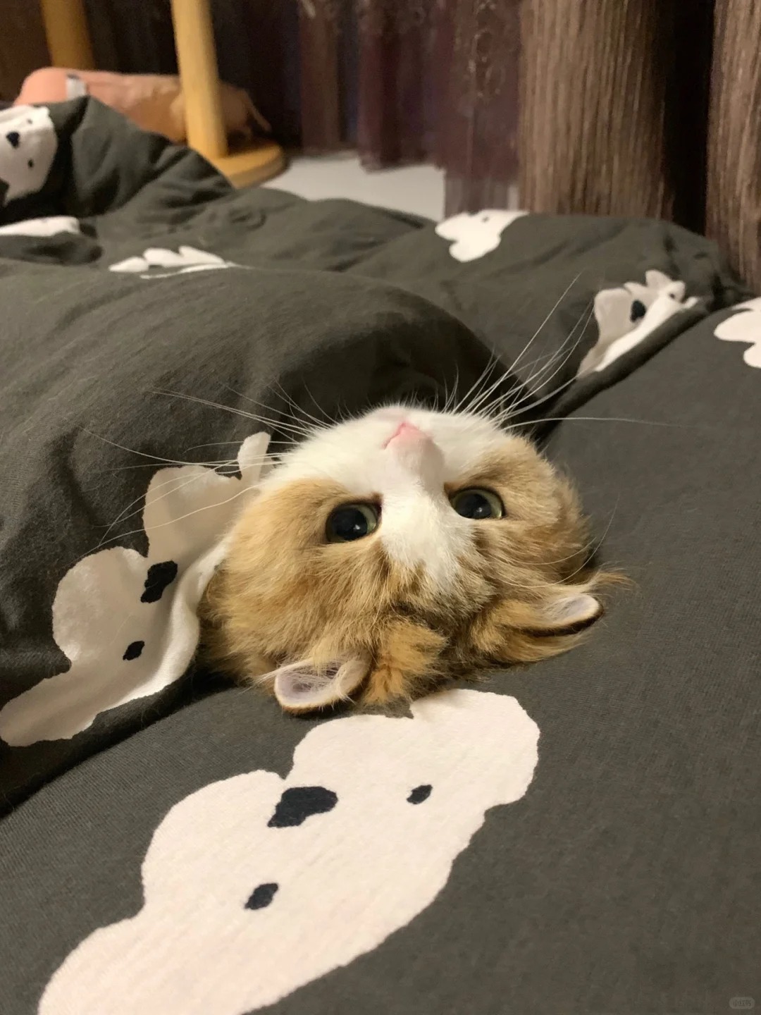 同居一年了她睡觉还是不老实…
每天一关灯就多动症一样不睡觉
说她两句还瞪我
已经