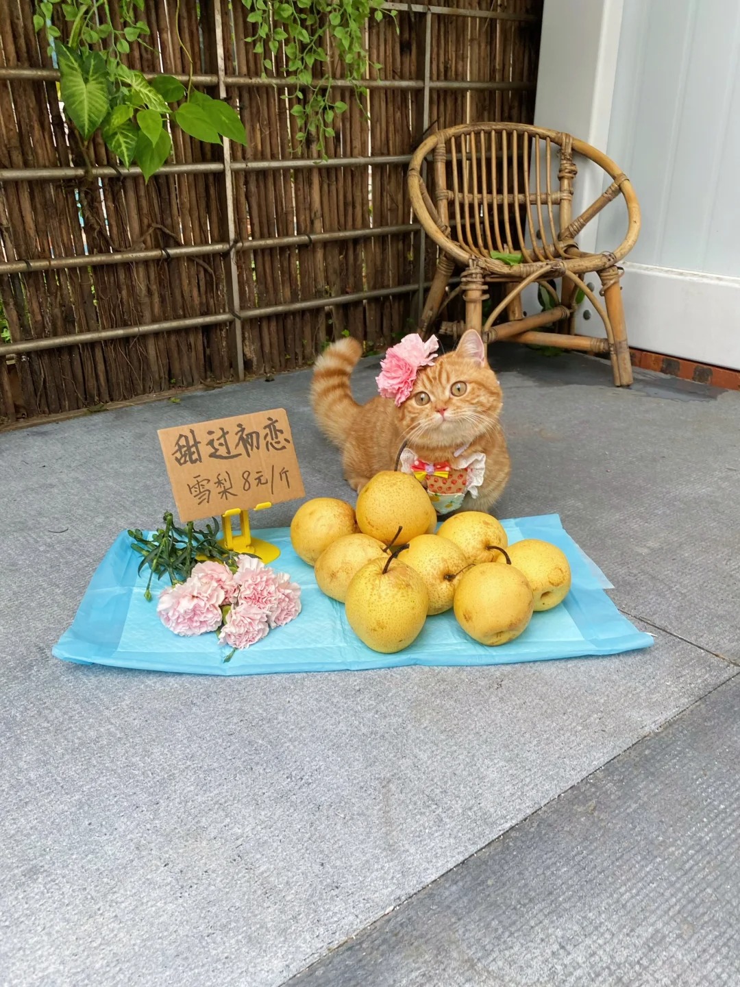 梨花哪有小猫香