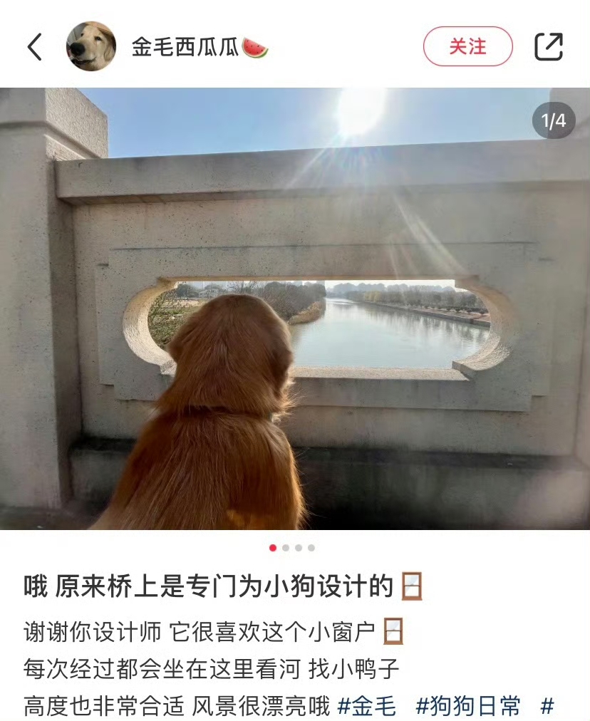 原来桥上的洞适用于猫狗