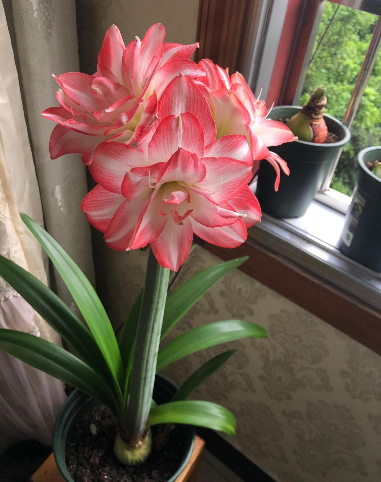 






 春天，是朱顶红花开最美的季节，这个品种名叫“花孔雀”，花美若仙子
