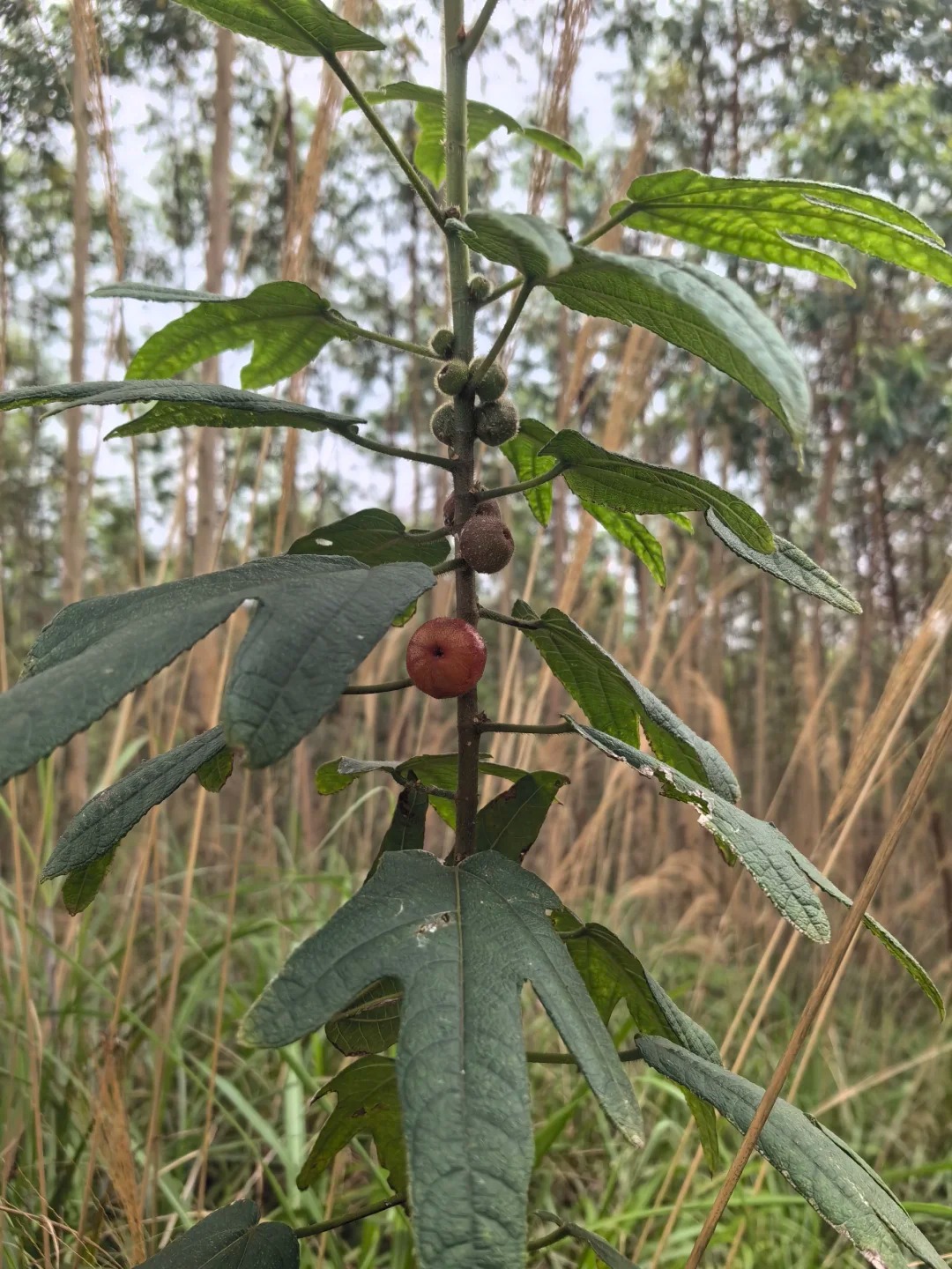 五指毛桃煲出来的汤香味十足！