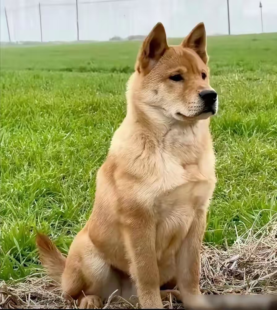 农村土狗晚上很少睡觉，养狗多年的大爷告诉我实话！

土狗白天睡得少，晚上也不咋睡