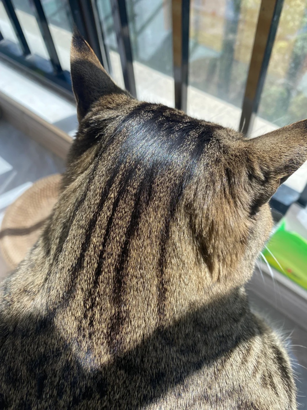 是不是只有狸花猫才会头油
不不不 还有我这个两脚猫