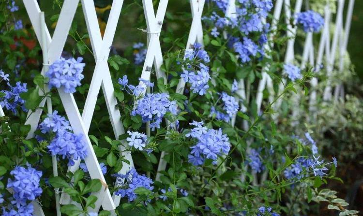 






 养棵蓝雪花，5-  10月持续开花小半年
蓝雪花属于白花丹科、蓝