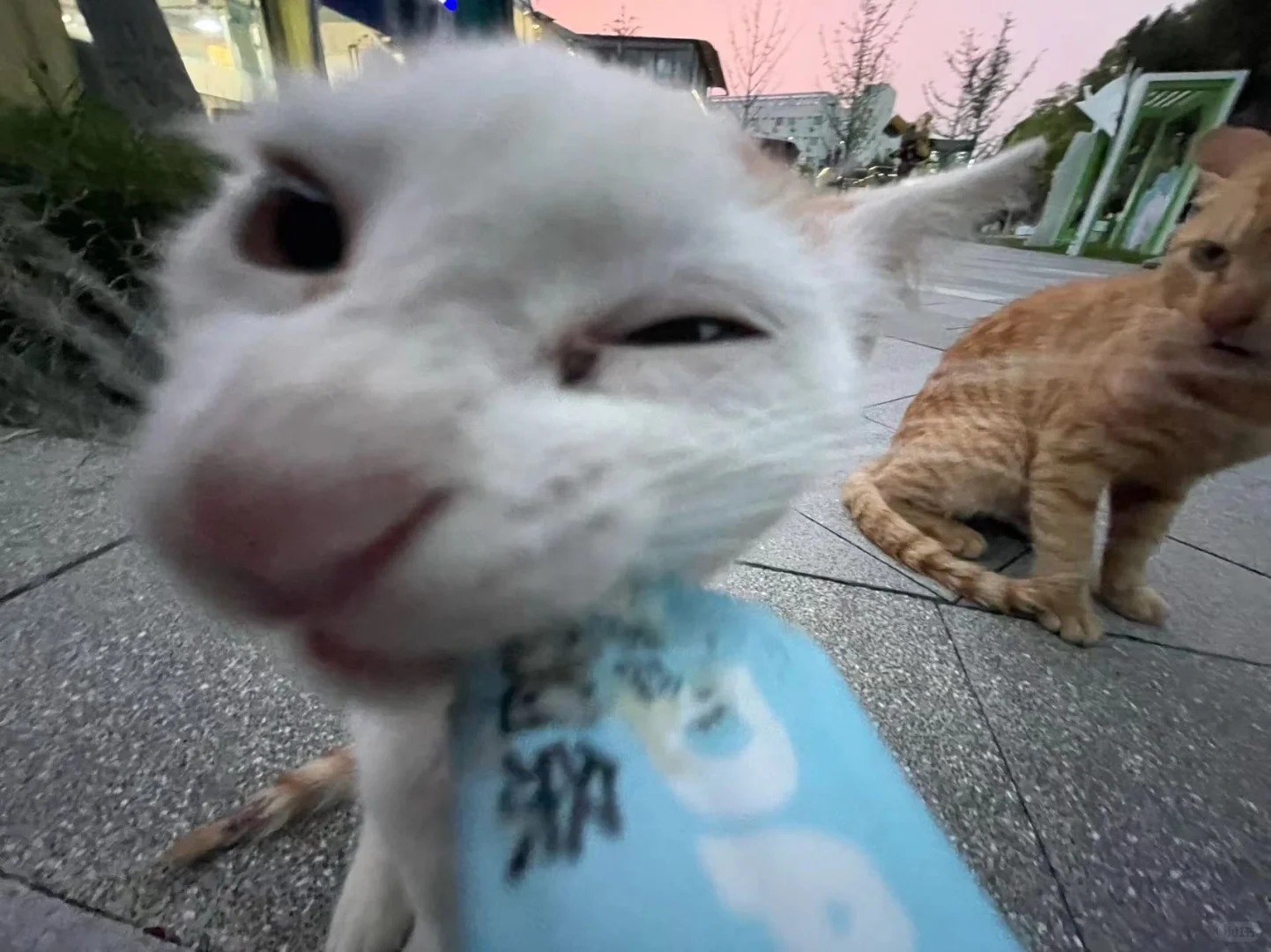 建议大家多用广角拍猫
因为真的很丑