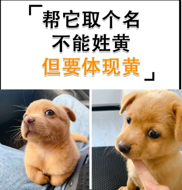 大家帮它取个名字，不能姓黄，但是要体现出黄