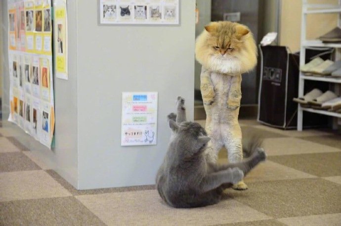 剃完毛之后打架太有气势了