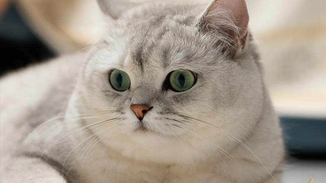 喵星人身材管理法则！猫咪胖了好，还是瘦了好？