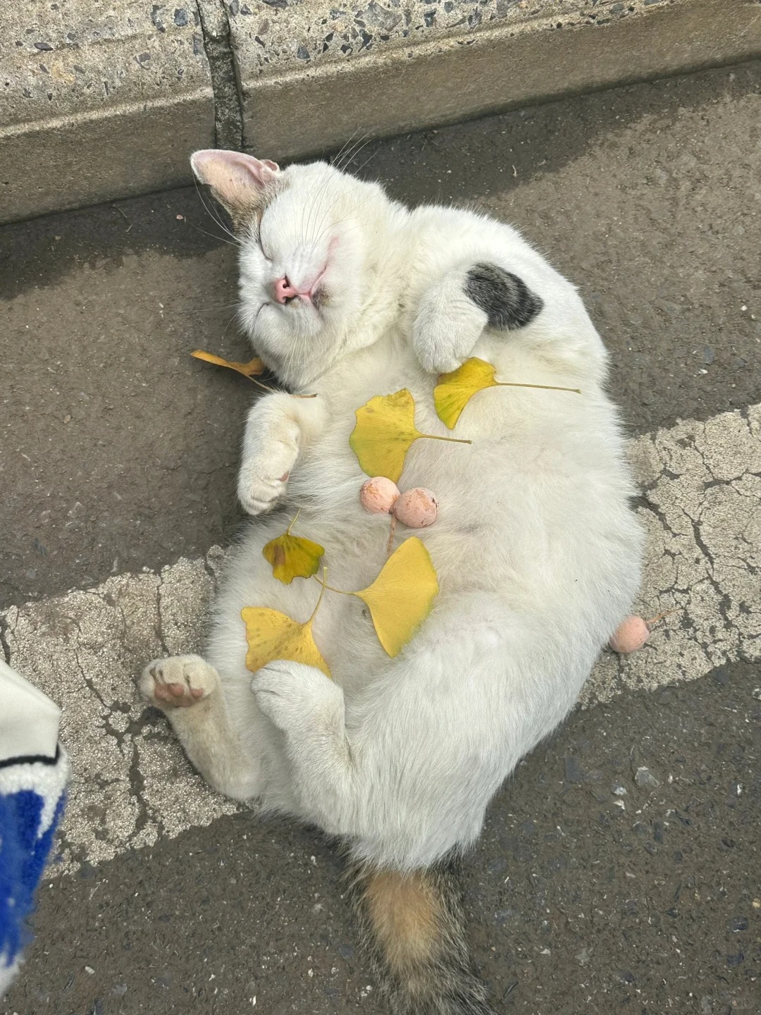 论学校猫咪对大学生有多信任🐱🐱🐾