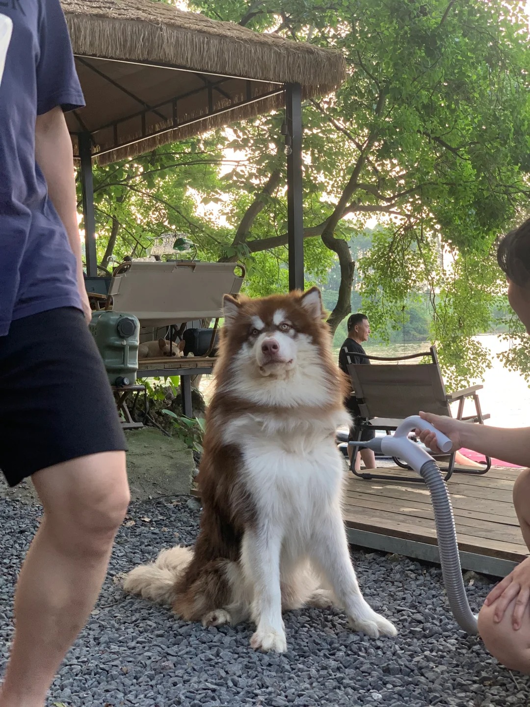阿拉斯加你们都是自己洗澡的吗
阿拉斯加洗澡吹毛真的要很久，你们都是自己洗还是送去