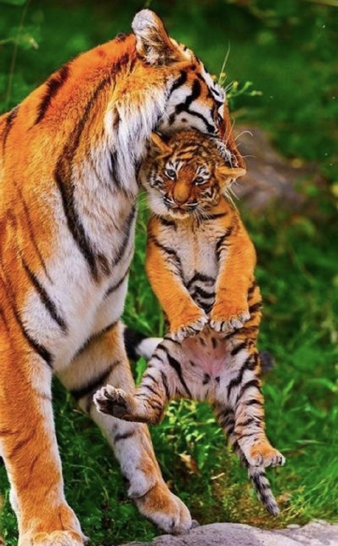 其实是母爱父爱啦