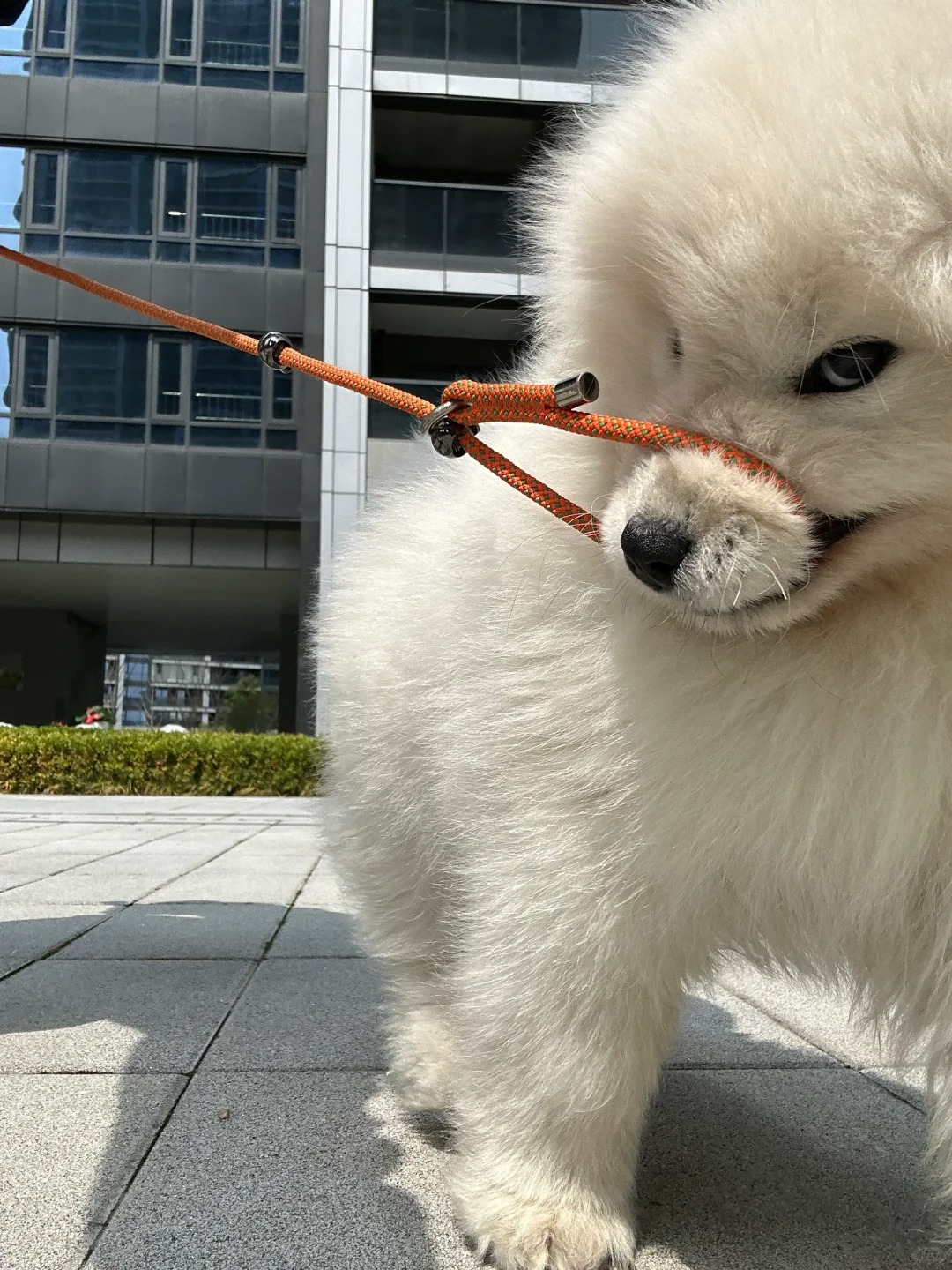 她不会是在怪我用错了牵引绳吧