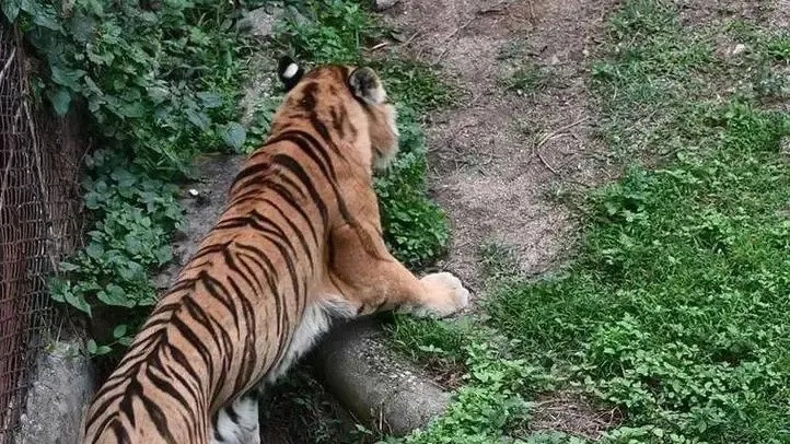 珍贵领地：老虎最重视的5平米秘密财产