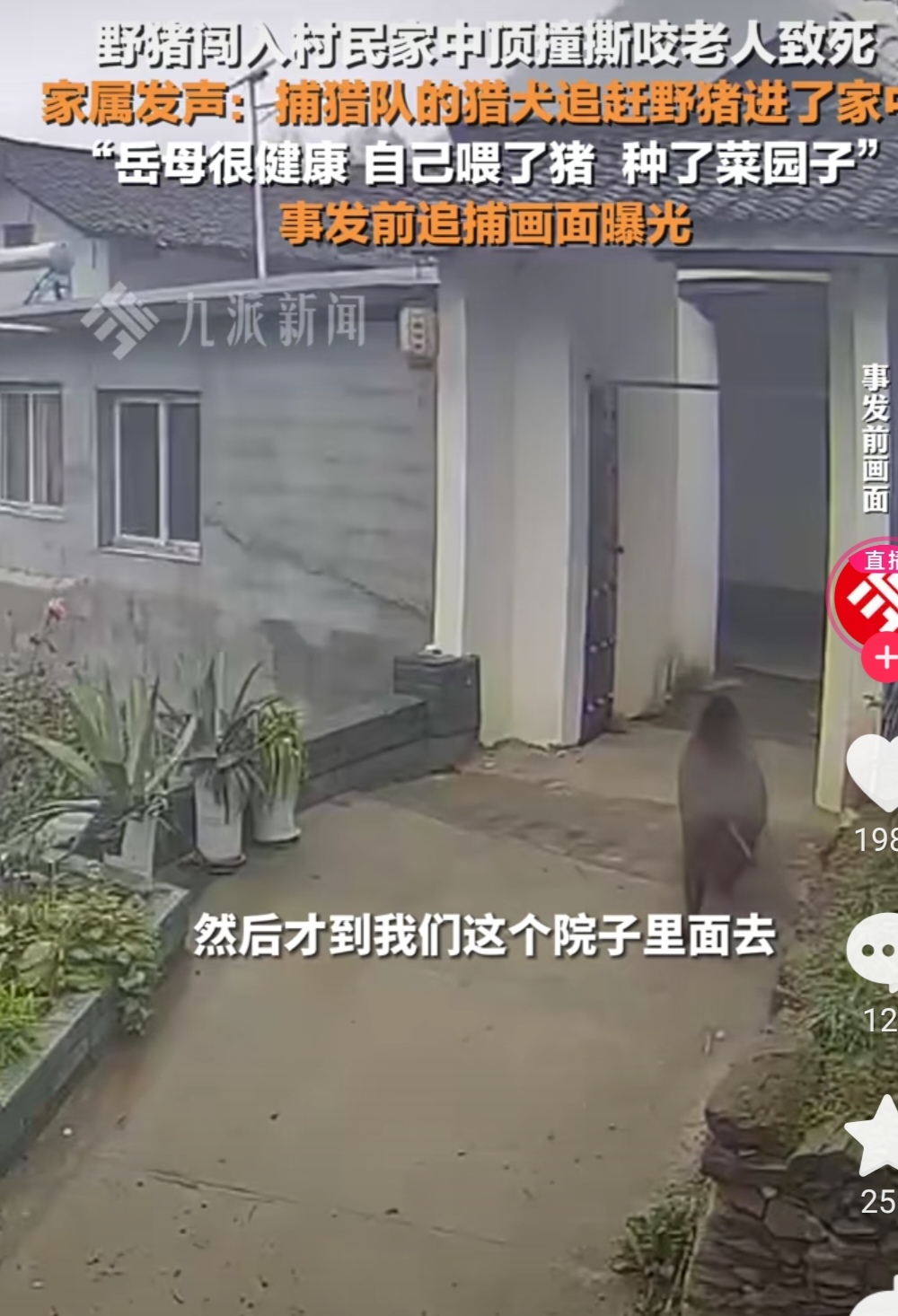 家属回应老人被野猪撕咬致死，是民间猎捕犬引来的