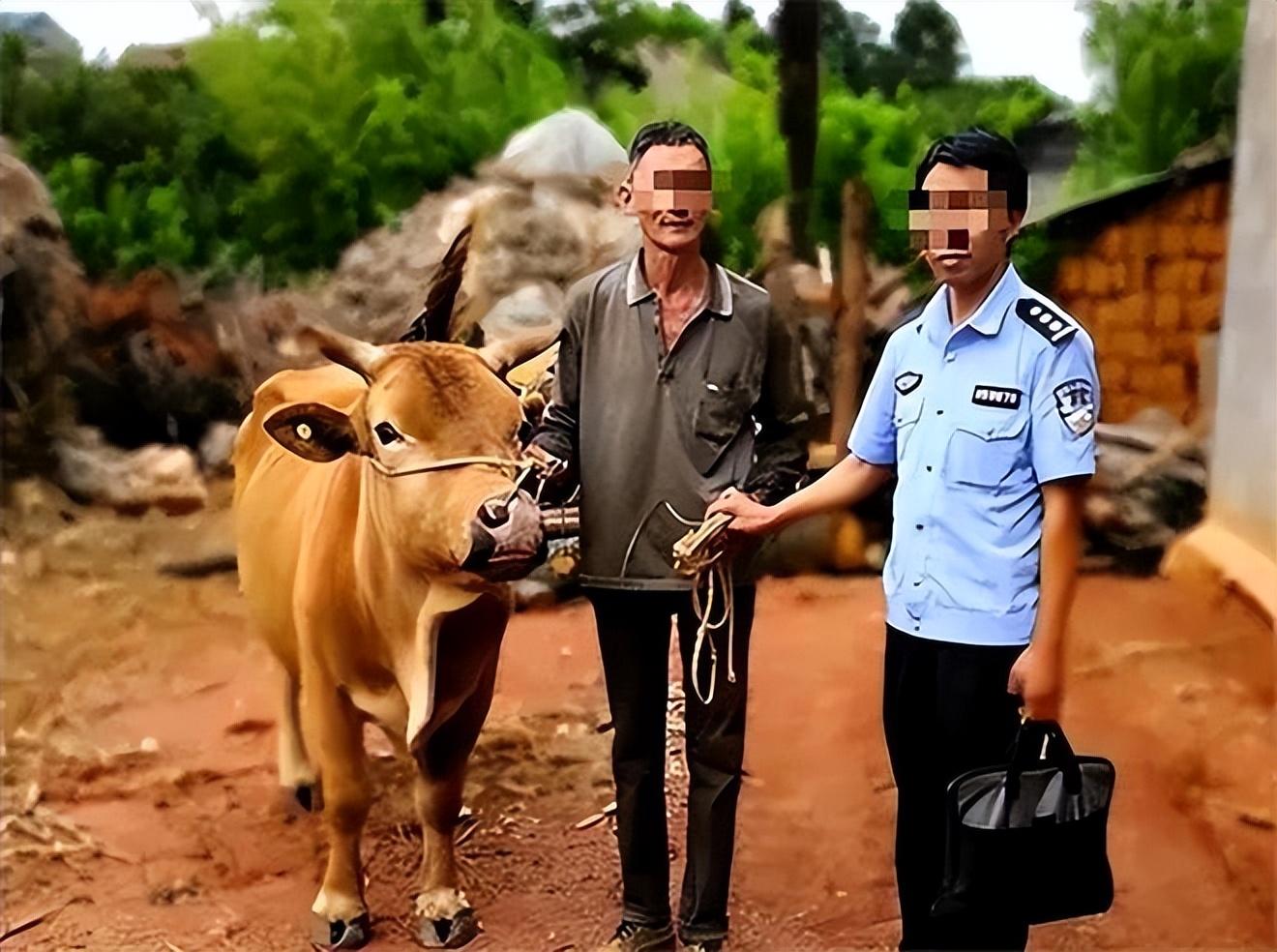 哭笑不得！湖南某男子因病住院，未曾料到家中饲养的牛竟遭两个人盗窃，结果牛在反抗过