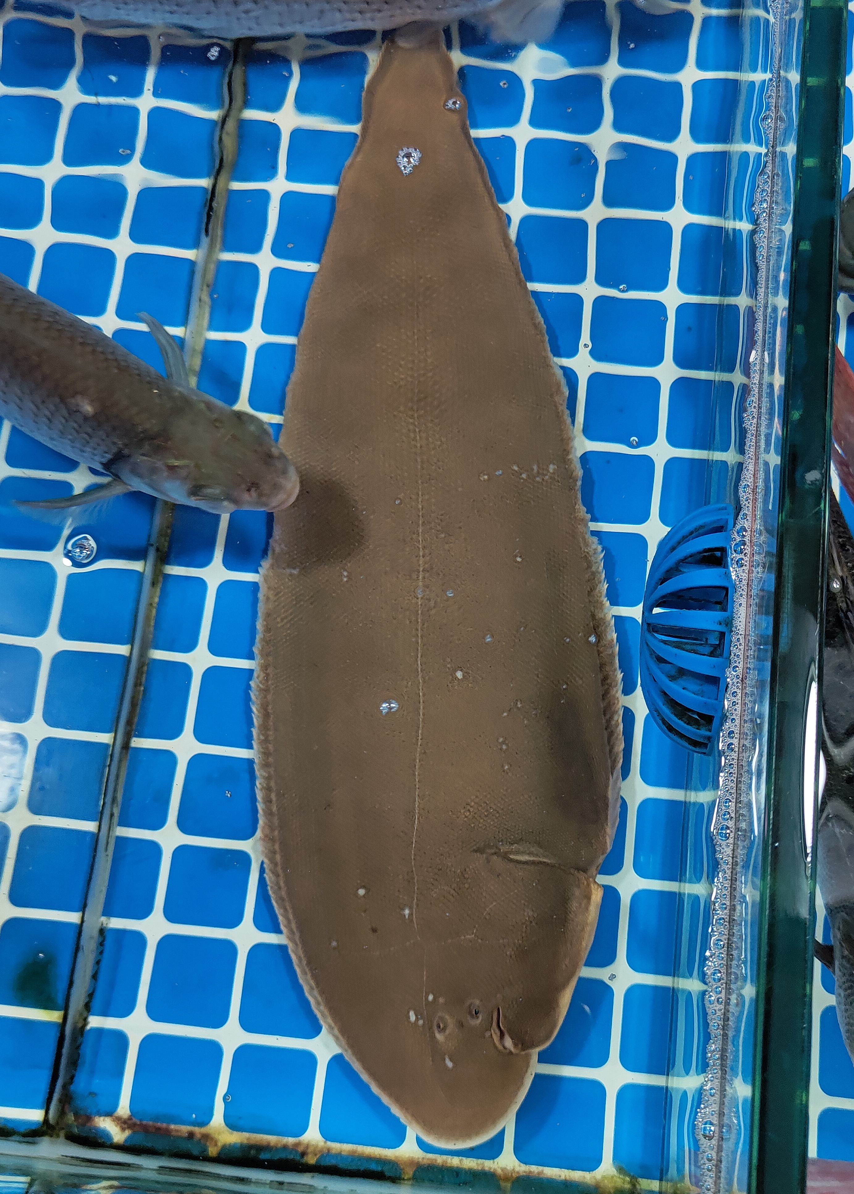 半滑舌鳎，俗名龙脷（统称），方脷（大型舌鳎），挞沙（小型舌鳎）。广州半滑舌鳎是养