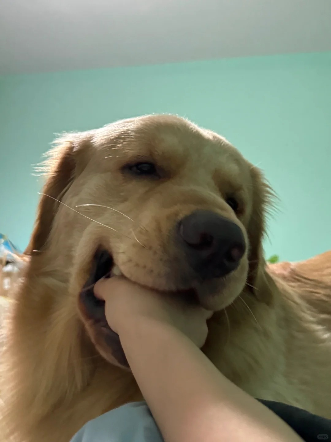 被自己养的金毛咬了
哈哈哈，急眼了，玩不过我，丑陋的面目漏出来了