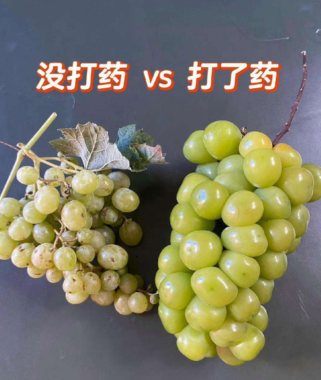 两种葡萄，你会选择吃哪一种？