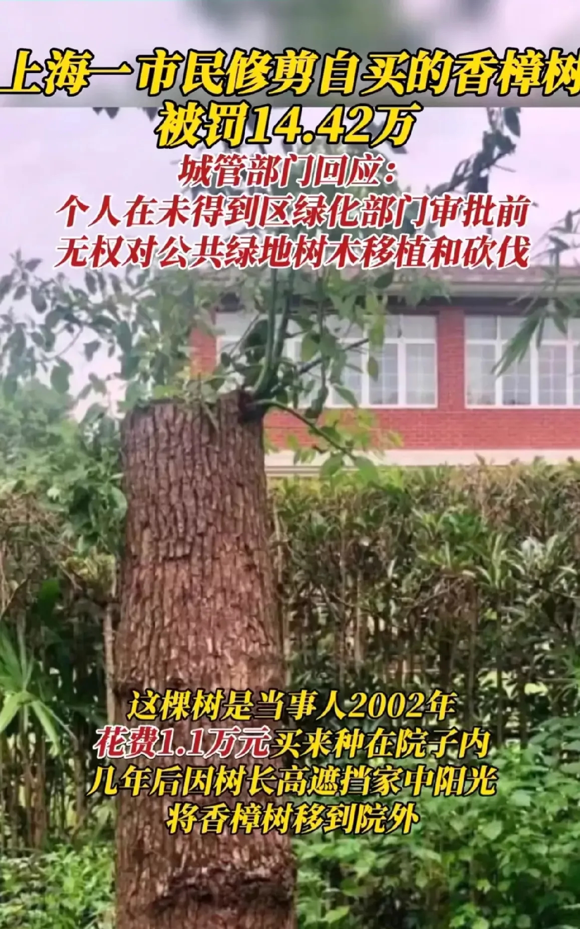 城管又闯祸了！上海，男子在10年前，花了11000元买了棵香樟树。考虑到随着香樟