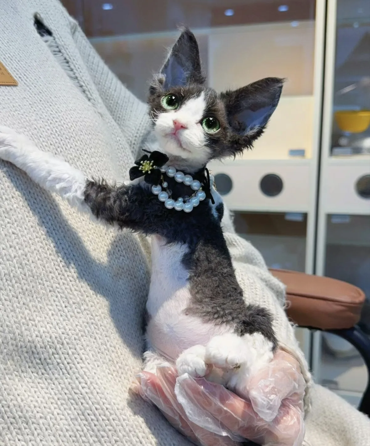 能静能动的猫猫