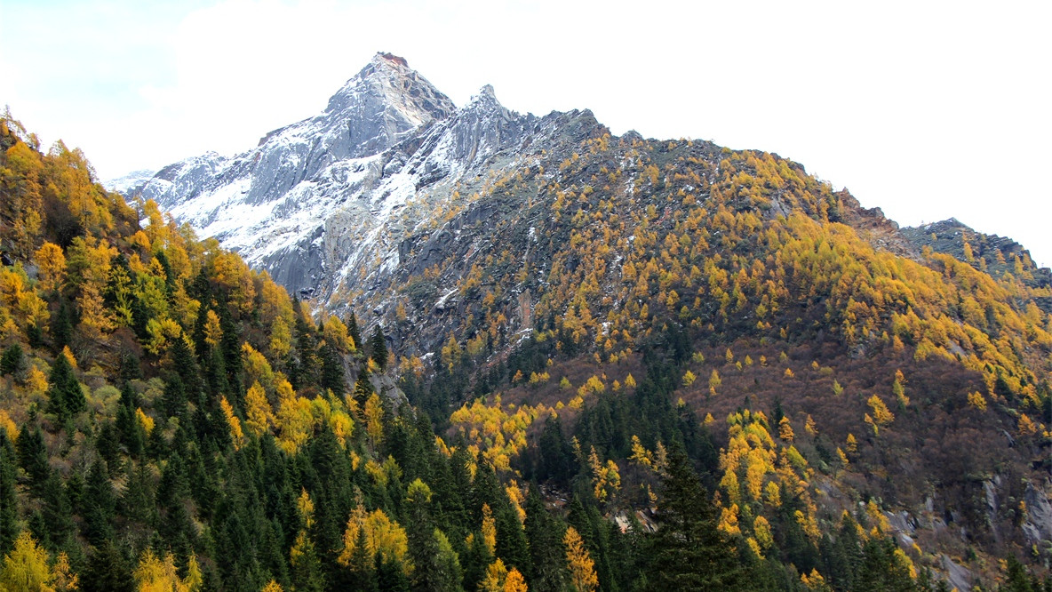 阿坝州四姑娘山长坪沟秋景太美了，半山彩林半山雪，景色不输新疆