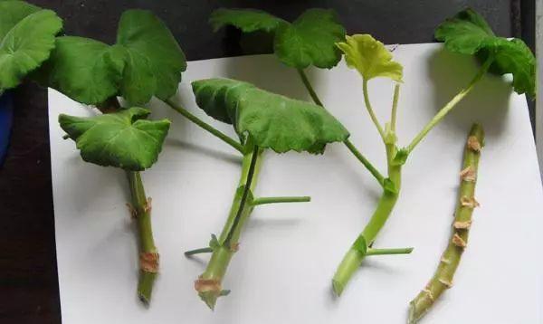 


【扦插矮牵牛共有五步，每一步都不能错】
 正是扦插矮牵牛的好季节，此时温度