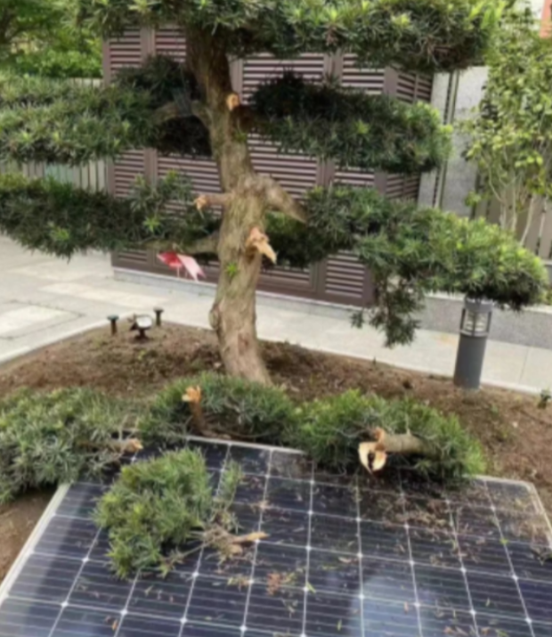 2021年， 一男子花费62000元买下一株罗汉松，栽种在自家庭院里，一场狂风暴