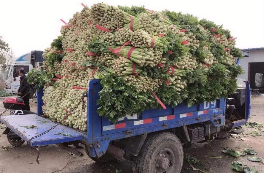 “穷死不拉管，饿死不拉卷，打死不拉绿通”什么意思？为什么不拉