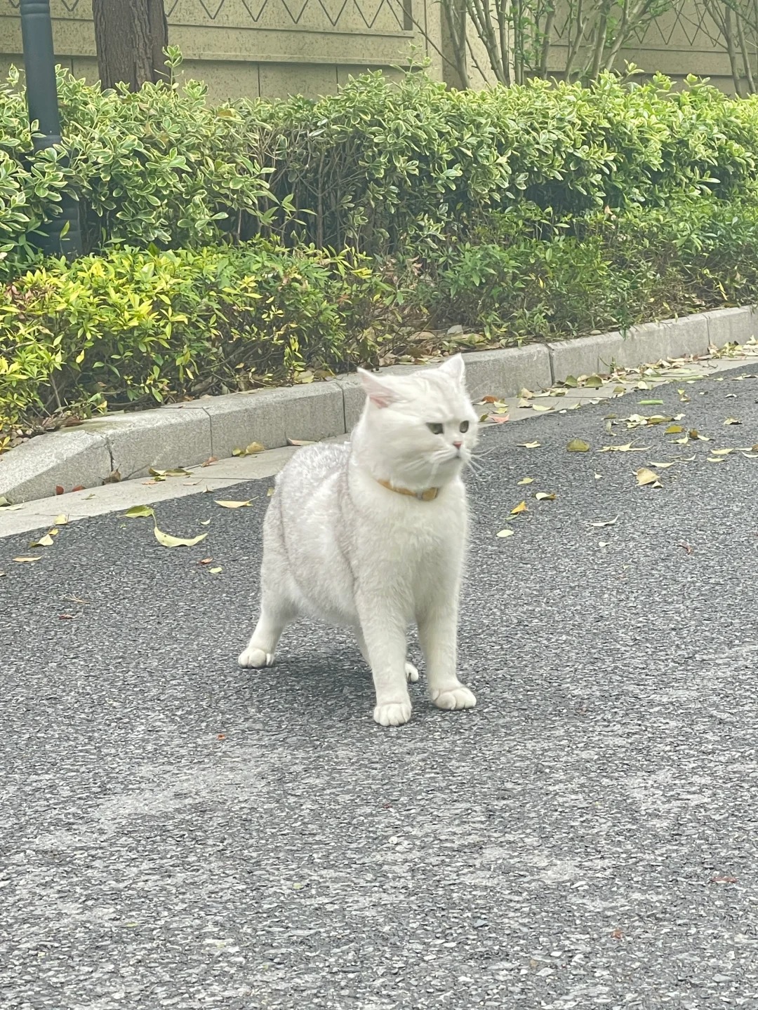 这个撅嘴小猫 好可爱呀