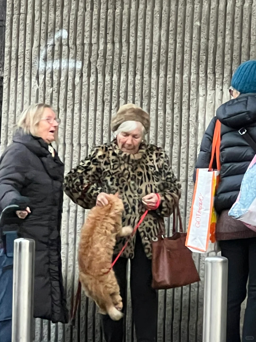 👀拍到正面了！
🐈🐈哦莫 我拍到了那个可爱的地铁站甩猫老太太！