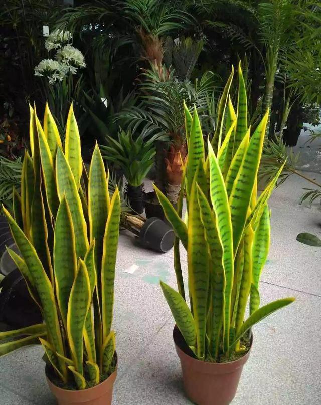 经过一个 ,大家的虎皮兰、金钱树等,都变得歪七扭八,叶片发软、发皱,今天就教大家