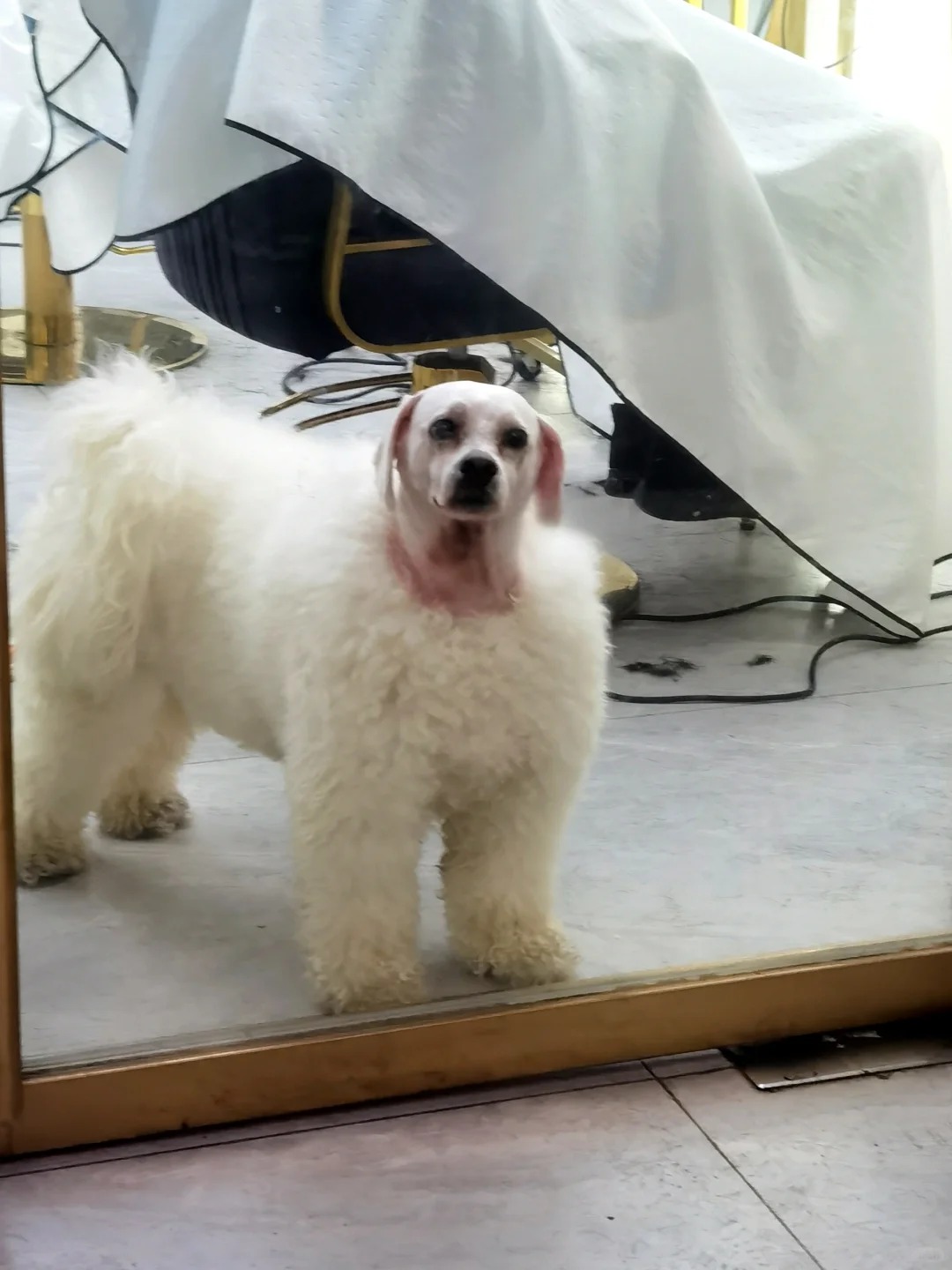 🐶：您能别笑了吗？
学校前门理发店Tony的狗狗，这个造型真的让人憋不住