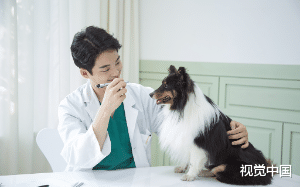 最近我的男友对我的分享欲减少了，我的猫对我说他身上有别的雌性的味道