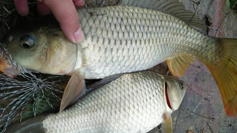 ​玉米钓浮：老钓友不外传的五个秘诀！都是上鱼的关键！