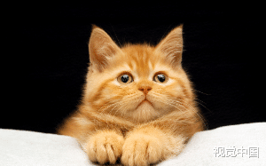 在和男友订婚的前一周，我穿成了男友青梅的猫。本以为我嫁给了爱人，没想到差点嫁给犯罪嫌疑人。