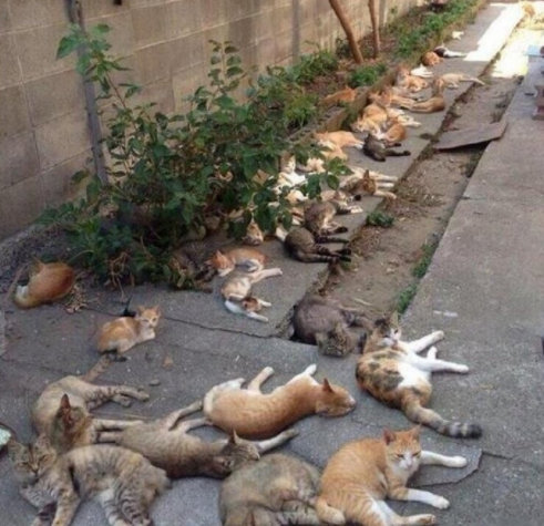 漫画里的场景吧！