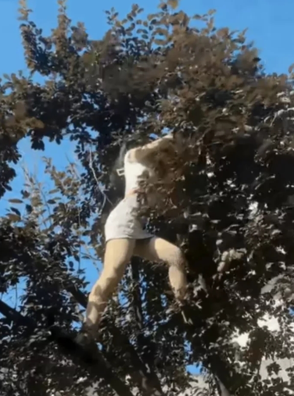 笑趴了！头一次见女司机这样摘果子的~