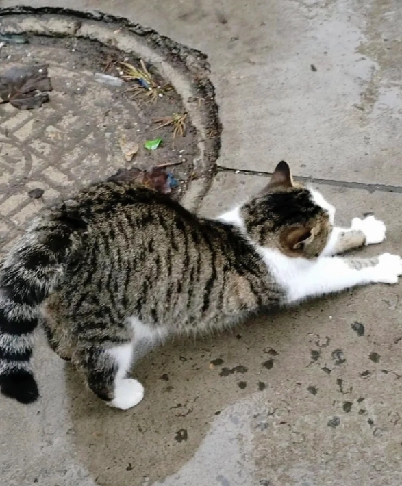 一人一句断了网友想养狸花猫的心。

虽然知道狸花猫是公认的聪明皮实，但是感觉活力