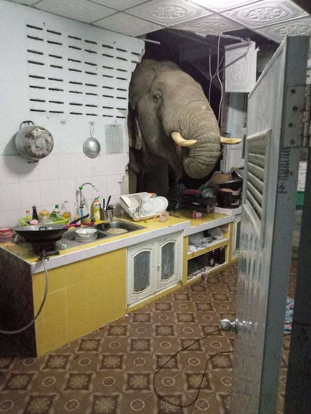 泰国大象闯入村庄偷食物