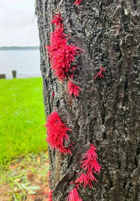 梅雨季：潮湿到树都长出气生根了！

西湖边的柳树上出现了一个个红色小芽。从照片可