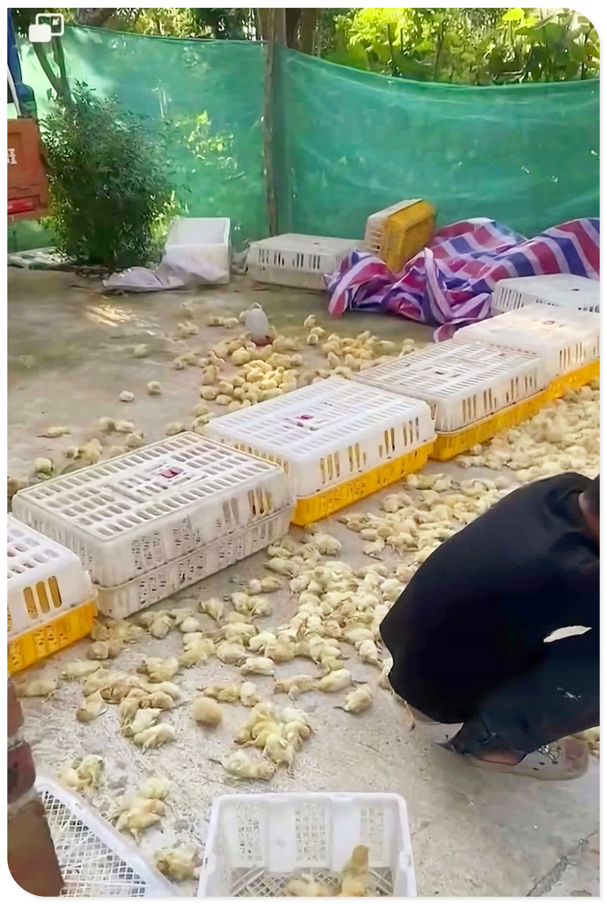 它们并未消逝，只是沉浸在阳光下的梦境中。
