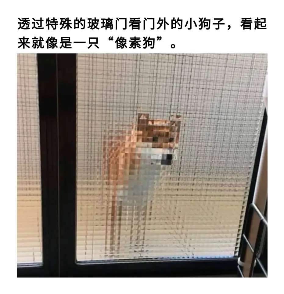 看起来就像是一只“像素狗”