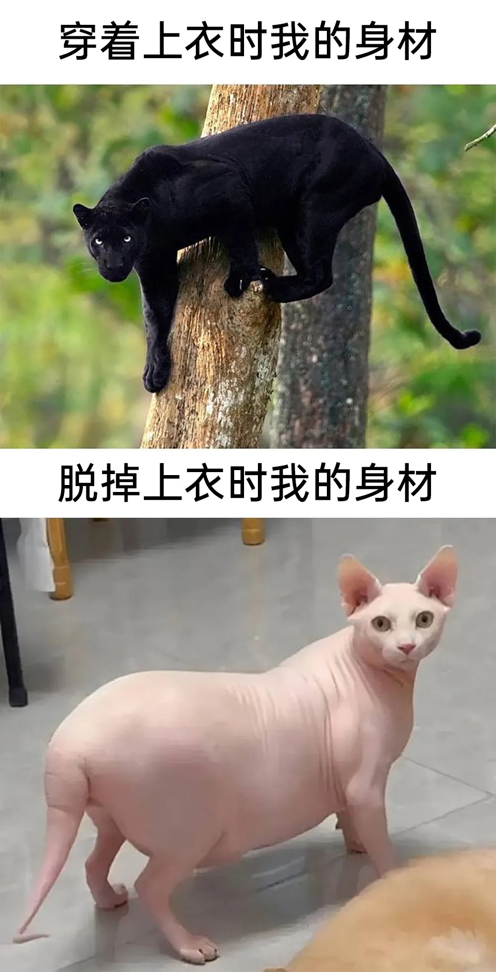 穿着上衣时我的身材