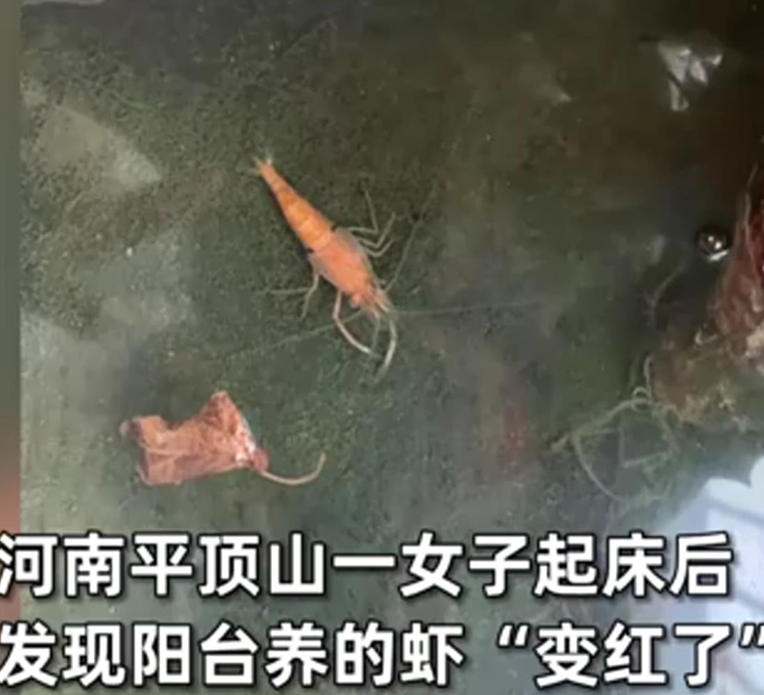 河南现在到底有多热？河南平顶山，女子早上起来到阳台看自己的水池，突然发现水池里养