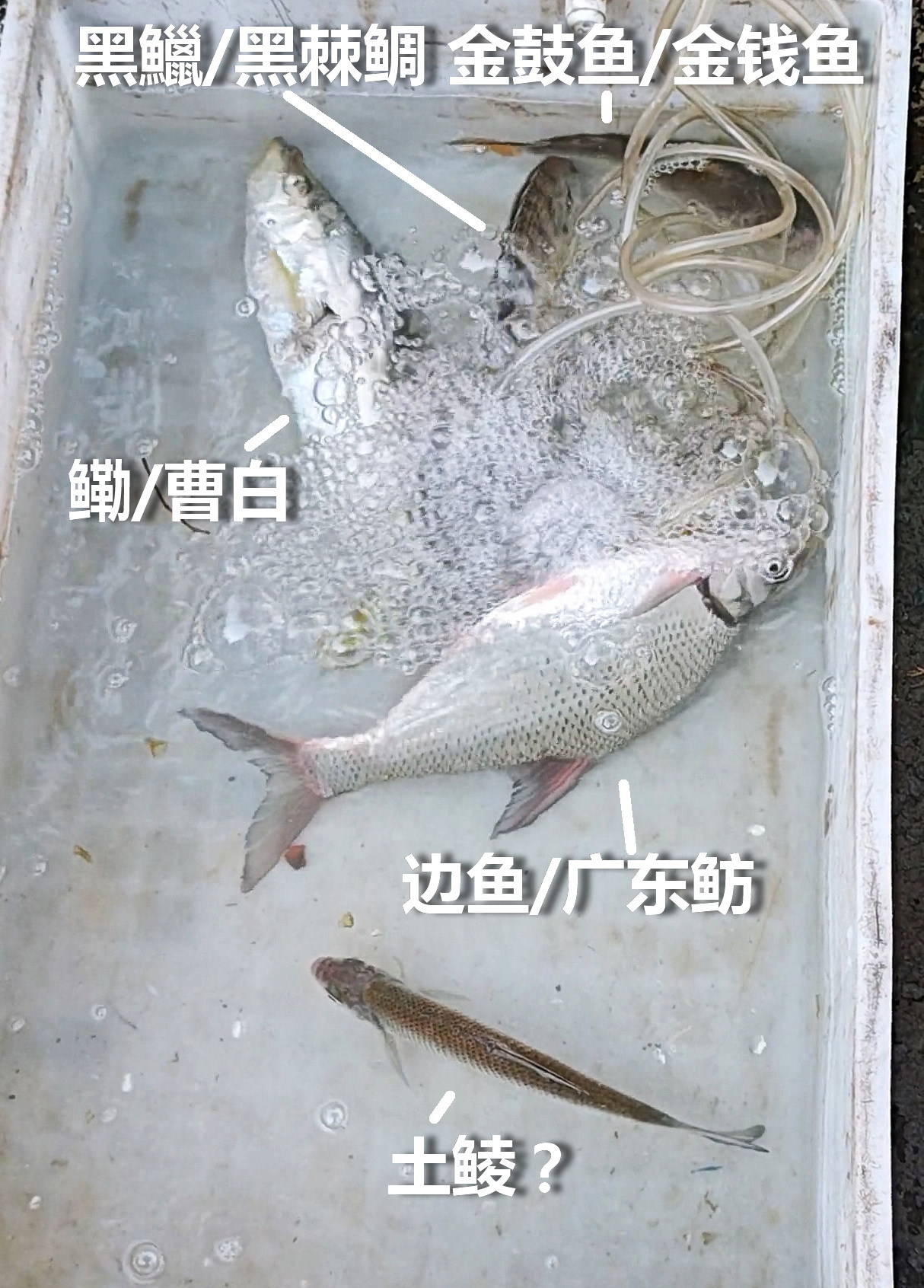 ​ 【咸淡水鱼典型组合】珠江口莲花山水域，咸淡水（汽水）水域鱼类组合。 咸水鱼：