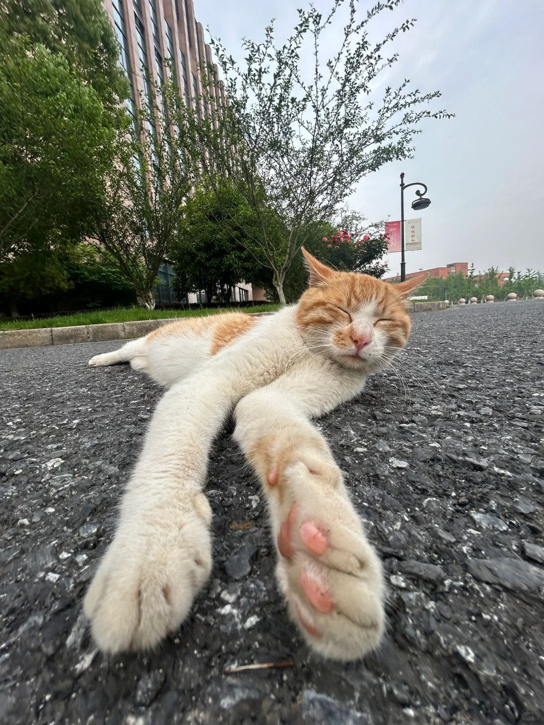 众所周知 猫科动物睡觉的时候很警惕
谁家小猫走着走着就睡下了啊！
是放松
猫如其