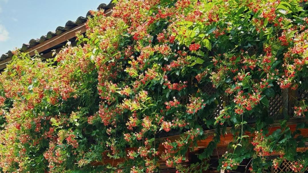 一款极优秀的藤本植物，不输三角梅，花开时满园飘香，但没啥人养