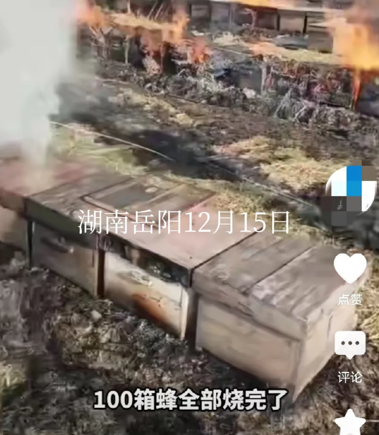 太惨了！湖南岳阳一养蜂人，一百多箱蜂子，全被烧死了！被烧的还有两吨多蜂蜜！太可惜